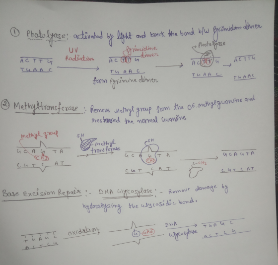 o Phatolyase actėvated by by 0 Phatolyase Photolyase dimer ĀCTT G Radiation activated by light and breck the bond b/w fyramid