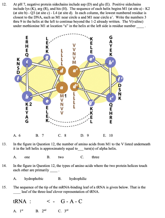 12. At pH 7, negative protein sidechains include asp (D) and glu (E). Positive sidechains include lys (K), arg (R), and his (