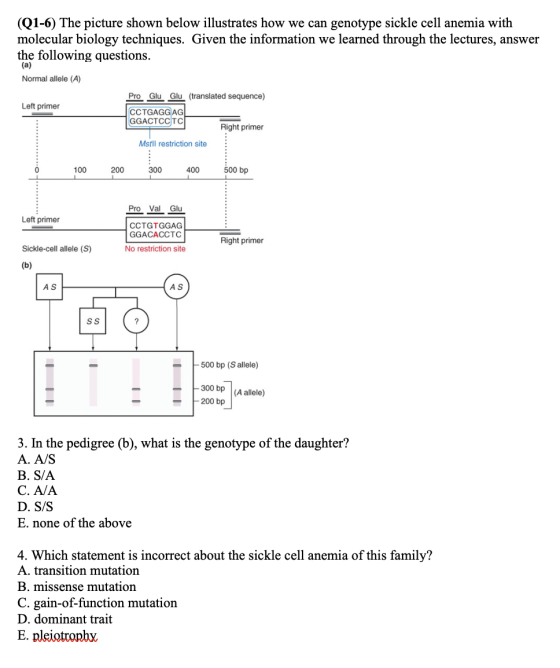 (Q1-6) The picture shown below illustrates how we can genotype sickle cell anemia with molecular biology techniques. Given th