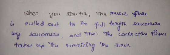 M20 when you stretch, the muscle fibre i pulled out to its full length sarcomire by sarcomere, and then the connective tissue