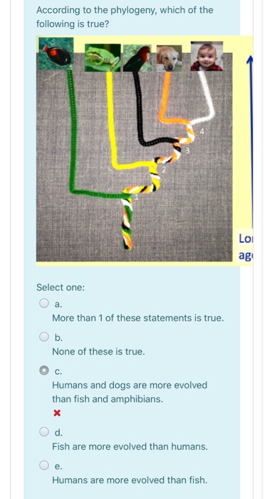 According to the phylogeny, which of the following is true? Loi ag Select one: a. More than 1 of these statements is true. b.