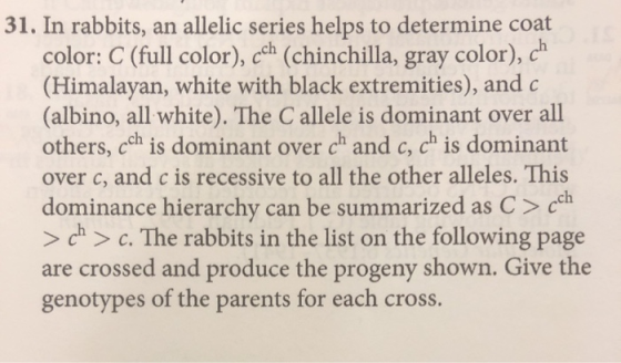 31. In rabbits, an allelic series helps to determine coat color: C (full color), cch (chinchilla, gray color), ch (Himalayan,