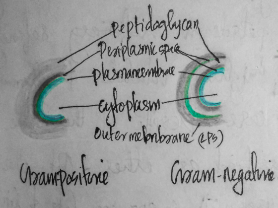 peptidoglycan Desiplasmic space plasmaneembare cytoplasm outer mellomboaneepo) Croampositumie Gram-negative