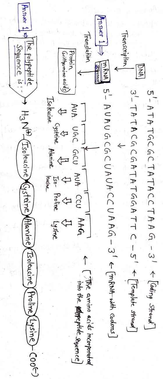 IDNA → 5- A TA TGCGCTATACCTAAG -3! < [Coding Strend] 3- TATA CALGATATGGA TTC -5 + [Template strands] Transcription Answer 1