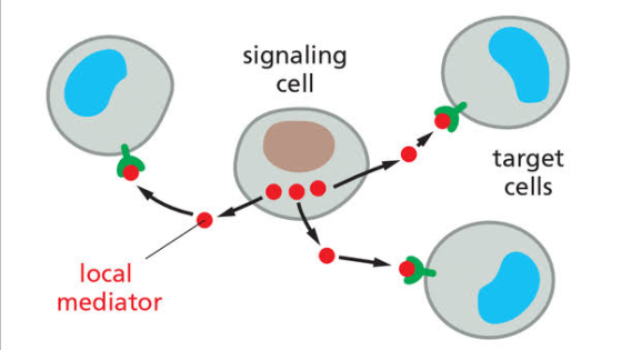 signaling cell target cells local mediator