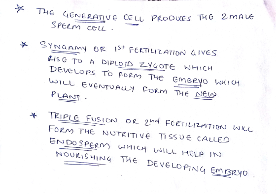 LENERATIVe CEu PRoOuES THe 2mALE SPeZm CeL 弟 SYNGAmy OR 1st FERTILIZ, ATI Dwaives P LANT 羊 TRIPLEFUSION OR 2nd FEET I 니LATION