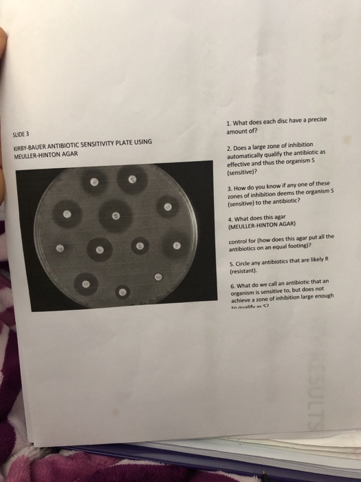 1. What does each disc have a precise amount of? SLIDE 3 KIRBY-BAUER ANTIBIOTIC SENSITIVITY PLATE USING MEULLER-HINTON AGAR 2