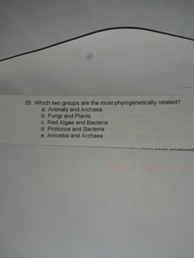 35. Which two groups are the most phylogenetically related? a. Animals and Archaea b. Fungi and Plants c. Red Algae and Bacte