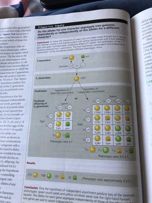 V Figure 11.8 Inquiry Do the alleles for one character segregate into gametes dependently or independently of the alleles for a different after generation? color and seed shape inherited y? Figure 11.8 shows how a ss, a cross between F, dihy- ermine which of these two Experiment To follow the characters of seed color and seed shape through theF tion, Mendel crossed a true-breeding plant with yellow round seeds with a true-e plant with green wrinkled seeds, producing dhybrid F, plants. Self-pollination of the character? This ts of genotype YyRr, ex- inant phenotypes, yellow nd shapes, no matter which dihybrids produced the F generation, The two hypotheses (dependent and orrect. The key step in the o see what happens when llinate and produce E; off- brids must transmit their al- e combinations in which the rited from the P generation ds will produce only two s: YR and yr. This depen F hypothesis predicts that tio of the F, generation in a monohybrid cross ft side). hypothesis is that the segregate independently er words, genes are tes in all possible allelic g as each gamete has ne. In our example, an four classes of gam- assortment of the two genes) predict different phenotypic ratios P Generation r Gametes (YR this g chap YyRr Hypothesis of Predictions Hypothesis of assortment independent assortment Sperm Predicted offspring of F2 generation 2. Eggs s: YR, Yr, yR, and yr. If ses fertilize eggs of the be 16 (4 X 4) equally the alleles can ation, as shown in hese combinations Eggs yRr Phenotypic ratio 3:1 categories with a w round to three ow wrinkled to one endel did the ex Phenotypic ratio 9:3:3:1 F, offspring, his Results edicted 9:3:3:1 g the hypothesis ong30810132Phenopic ratio approximately 9331 any Conclusion Only the hypothesis of independent assortment predicts two of the observed regate into alleles of phenotypes: green round seeds and yellow wrinkled seeds (see the right-hand Punnett a characters square). The alleles for each gene segregate independently of those nf tha oth ns and al- two genes are said to assort independenth
