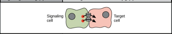 Signaling cell TAIK Target cell
