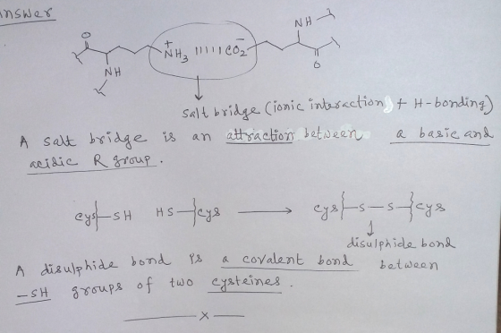 N H 6 salt bridge. Cionic inbusectionbonding disulphide, bon A disulphide bond 織a-covalent bond batween