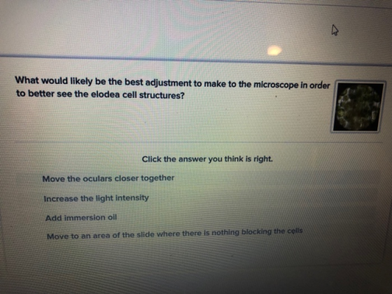 What would likely be the best adjustment to make to the microscope in order to better see the elodea cell structures? Click the answer you think is right Move the oculars closer together Increase the light intensity Add immersion oil Move to an area of the slide where there is nothing blocking the cells