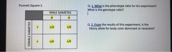 Punnett Square 1. Q. 1 What is the phenotype ratio for this experiment? What is the genotype ratio? MALE GAMETES Q.2 From the