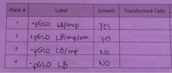 Plate # Label Growth Transformed Cells Yes 2 yes +PGLO LBlamp +PGLO L Blamplara |- PGLO LB/amp IPGLO LB NO NO