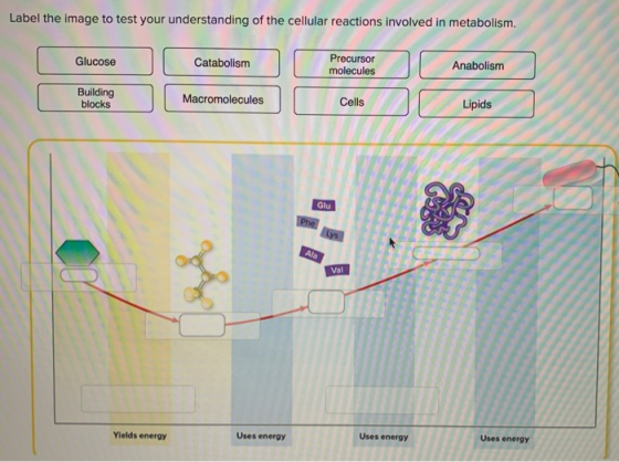 Label the image to test your understanding of the cellular reactions involved in metabolism. Glucose Catabolism Precursor mol