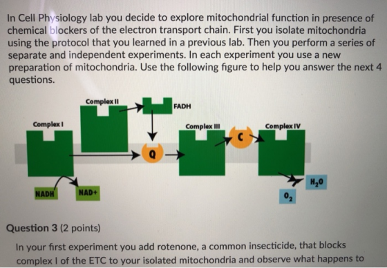 In Cell Physiology lab you decide to explore mitochondrial function in presence of chemical blockers of the electron transpor