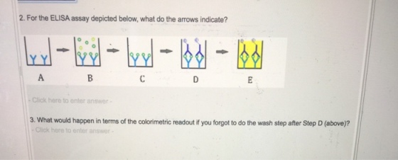 2. For the ELISA assay depicted below, what do the arrows indicate? Click here to enter answer 3. What would happen in terms of the colorimetric readout if you forgot to do the wash step after Step D (above)? Click here to enter answer-