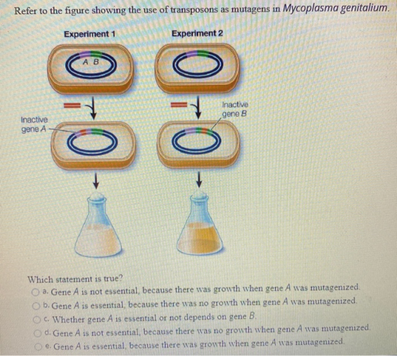 Refer to the figure showing the use of transposons as mutagens in Mycoplasma genitalium. Experiment 1 Experiment 2 А в -0-0 -
