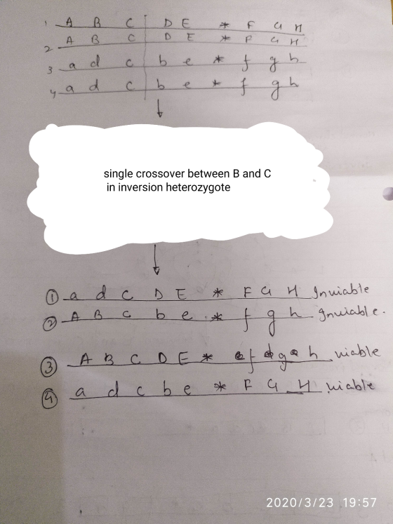 - р A B C D E + + A B C D E + е & ad clb e f ad c b e * f 4 и с g h g h. с single crossover between B and C in inversion hete