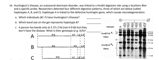 14. Huntingtons Disease, an autosomal dominant disorder, was linked to a Hindill digestion site using a Southern Blot and a