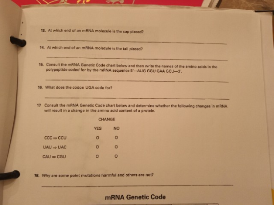 13. At which end of an mRNA molecule is the cap placed? 14. At which end of an mRNA molecule is the tail placed? 15. Consult