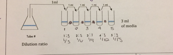 1ml 1 ml 1 m1 3 ml of media 1 34 5 Tube # 1:3 2:S 33 43 5 Dilution ratio