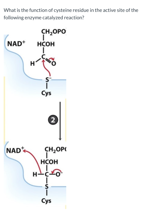 What is the function of cysteine residue in the active site of the following enzyme catalyzed reaction? CHZOPO NAD+ HCOH NADH
