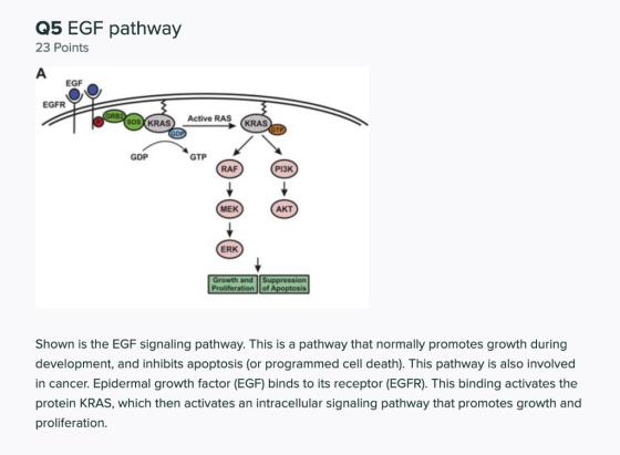 Q5 EGF pathway 23 Points A EGF EGFR GRB2 SOS KRAS Active RAS KRAS GOP GDP GTP RAF РІЗК MEK АКТ) ERK Growth and Suppression Pr