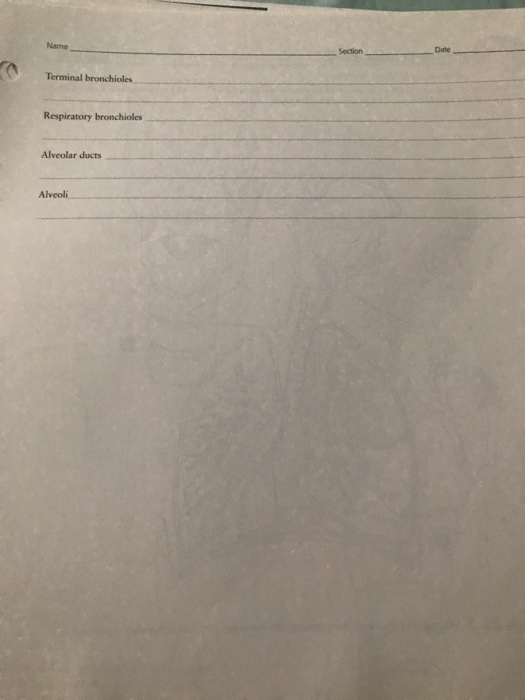 Date Name Section Terminal bronchioles Alveolar ducts Alveoli