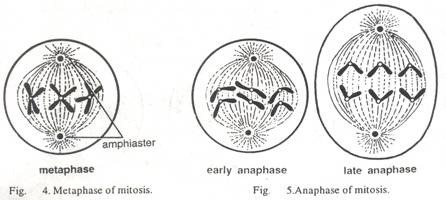 amphiaster metaphase early anaphase late anaphase Fig S.Anaphase of mitosis, Fig. 4. Metaphase of mitosis.