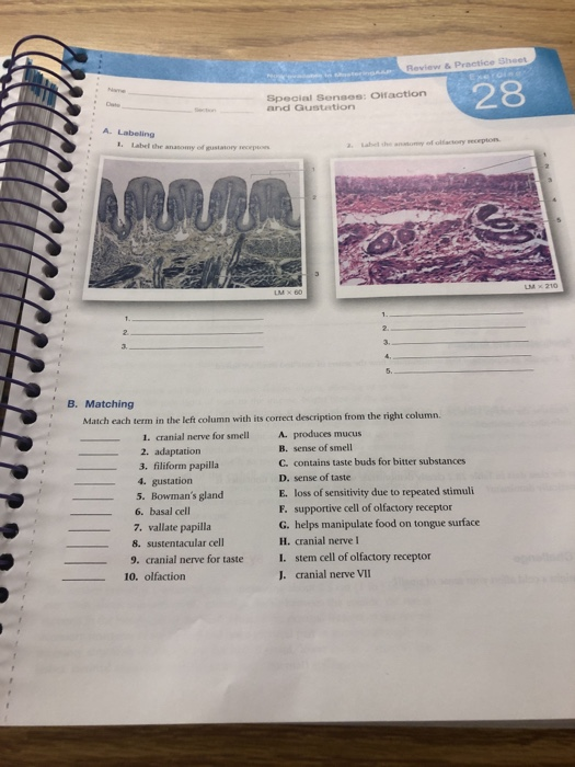 Review Practice Sheet Special Sensos: Olfaction and Gustation 28 A Labeling B. Matching Match each term in the left column wi