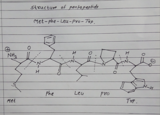 structure of penhapephde Met-phe - Leu-Pro- Tsp 0-1 0 he Leu ro Met Tip