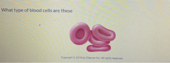 What type of blood cells are these Copyright © 2019 by Elsevier Inc. All rights reserved.