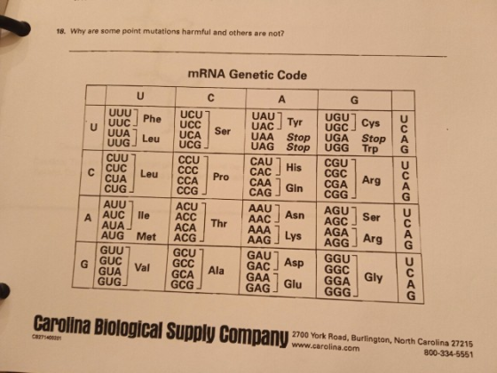 18. Why are some point mutations harmful and others are not? U UAC Tyr UGU7. UGC Cys mRNA Genetic Code с А UCU 7 UAU Tur UCC