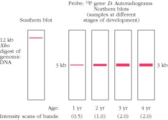 Probe: P gene D Autoradiograms Northern blots (samples at different Southern blot stages of development) 12 kb Who digest of genomic DNA 3 kb 3 kb Age: 1 yr 2 yr 3 yr yr Intensity scans of bands: (0.5) (1.0) (2.00 (2.00