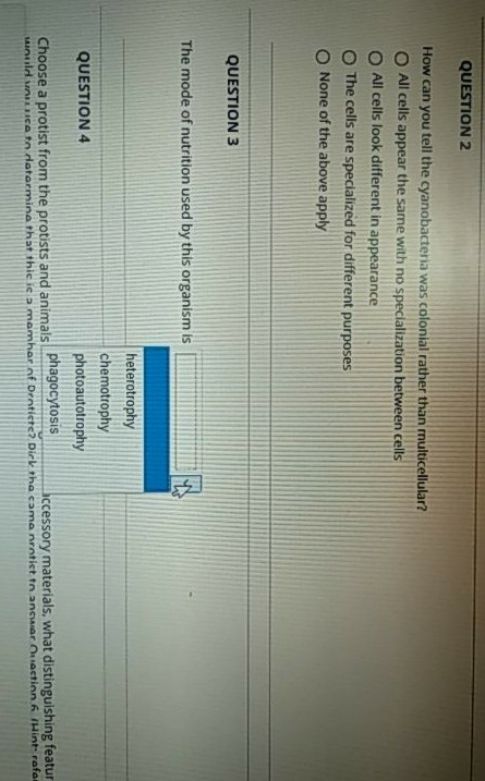 QUESTION 2 How can you tell the cyanobacteria was colonial rather than rnulticellular? All cells appear the same with no spec