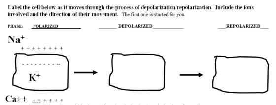 Label the cell below as it moves through the process of depolarization repolarization. Include the ions involved and the dire