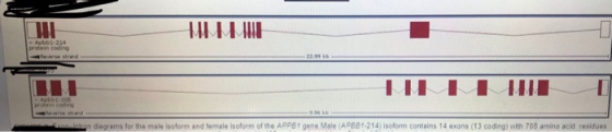 IN WIN Apbb-214 protein coding 22.99 TULI WE Apub 205 woencode con diagrams for the male isoform and female isoform of the AP