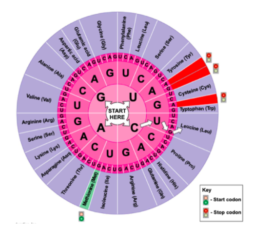 (Glu) (Asp) Aspartic acid Glutamic acid Serine (Ser) Alanine (Ala) GU Jc Tyrosine (Tyr) A U Valine (Val) G А G Cysteine (Cys)