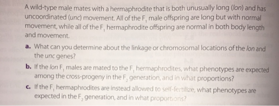 A wild-type male mates with a hermaphrodite that is both unusually long (lon) and has uncoordinated (unc) movement. All of the F, male offspring are long but with normal movement, while all of the F, hermaphrodite offspring are normal in both body length and movement. a. What can you determine about the linkage or chromosomal locations of the lon and the unc genes? among the cross-progeny in the F, generation, and in what proportions? expected in the F, generation, and in what proportions? b. If the lon F, males are mated to the F, hermaphrodites, what phenotypes are expected c. If the F, hermaphrodites are instead allowed to self-fertilize, what phenotypes are