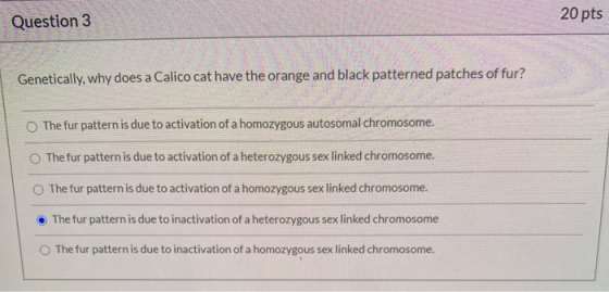 Question 3 20 pts Genetically, why does a Calico cat have the orange and black patterned patches of fur? The fur pattern is d