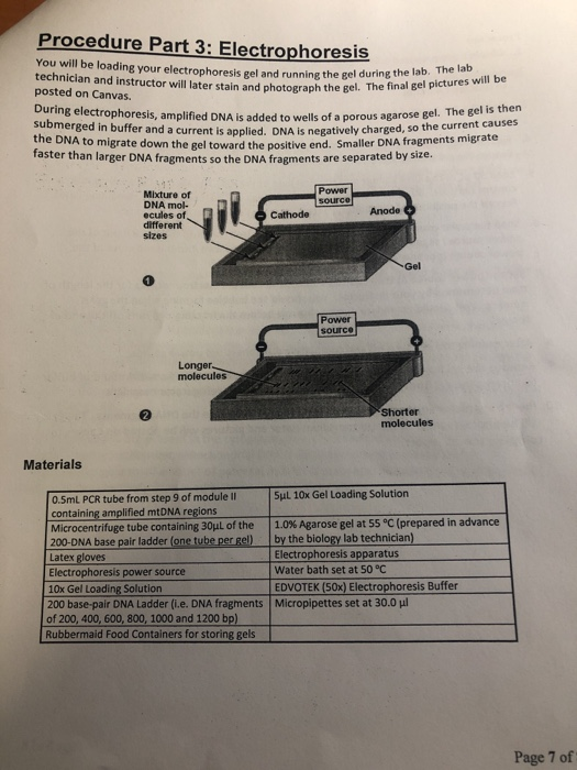 Procedure Part 3: Electrophoresis You will be loading your electrophoresis gel and running the gel during the technician and