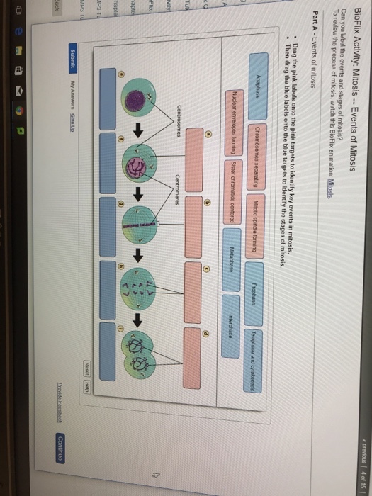 BioFlix Activity: Mitosis Events of Mitosis Can you label the events and stages of mitosis? To review the process of mitosis, watch this BioFlix animation: Mitosis Part A Events of mitosis . Drag the pink labels onto the pink targets to identify key events in mitosis. . Then drag the blue labels onto the blue targets to identify the stages of mitosis and Centrosomes MP3 T My Answers Give Up