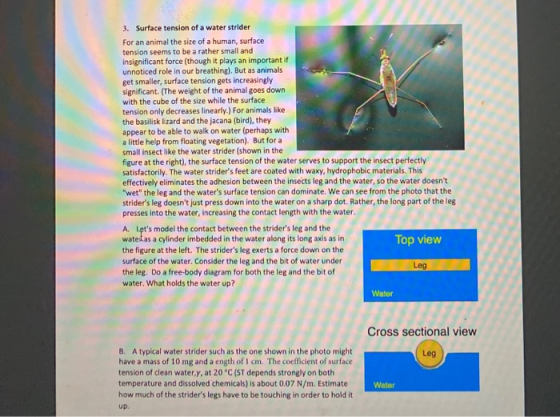 3. Surface tension of a water strider For an animal the size of a human, surface tension seems to be a rather small and insig