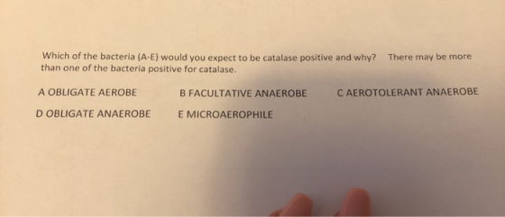 There may be more Which of the bacteria (A-E) would you expect to be catalase positive and why? than one of the bacteria posi