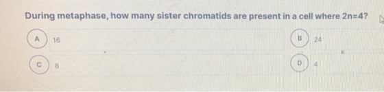 During metaphase, how many sister chromatids are present in a cell where 2n=4?N (A) 16