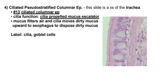 4) Ciliated Pseudostratified Columnar Ep. - this slide is a xs of the trachea llzg ciliated scus escalator ·#13 ciliated colu