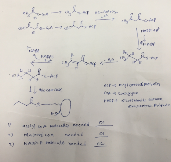 ch,人 S-ACP S-ACP NAPA ㄟ一NapPH t Ht S-AcP io estesa . 9 acetyl le A maeles needed 2) Malonyl coA needed l 3NADIH ndecul) heede