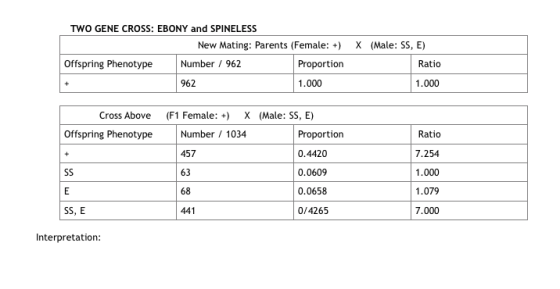 TWO GENE CROSS: EBONY and SPINELESS New Mating: Parents (Female: +) Offspring Phenotype Number / 962 Proportion 962 1.000 X (