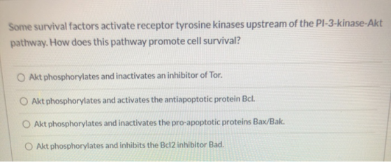 Some survival factors activate receptor tyrosine kinases upstream of the PI-3-kinase-Akt pathway. How does this pathway promo